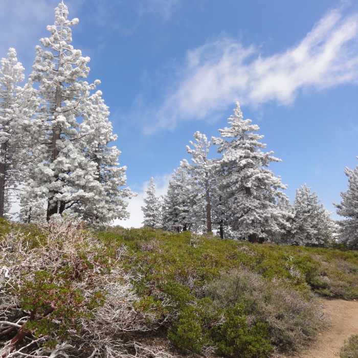 Spring Frost Near San Bernardino Peak Trail #1W07