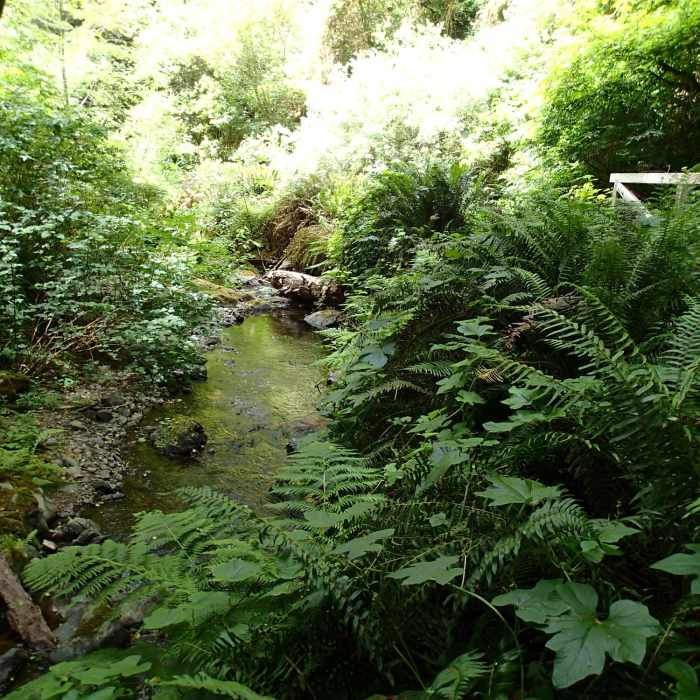 Near Fern Canyon Scenic Trail