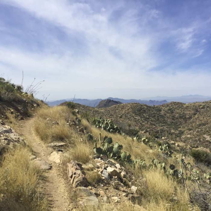 Near Wild Burro Loop Trail