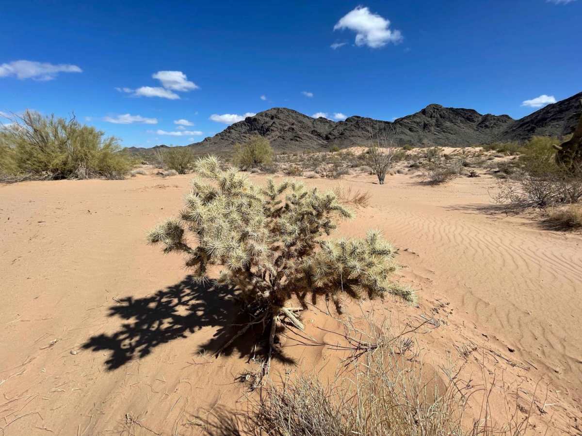 Plomosa Backside - Easy Way Around the Dunes photo 6