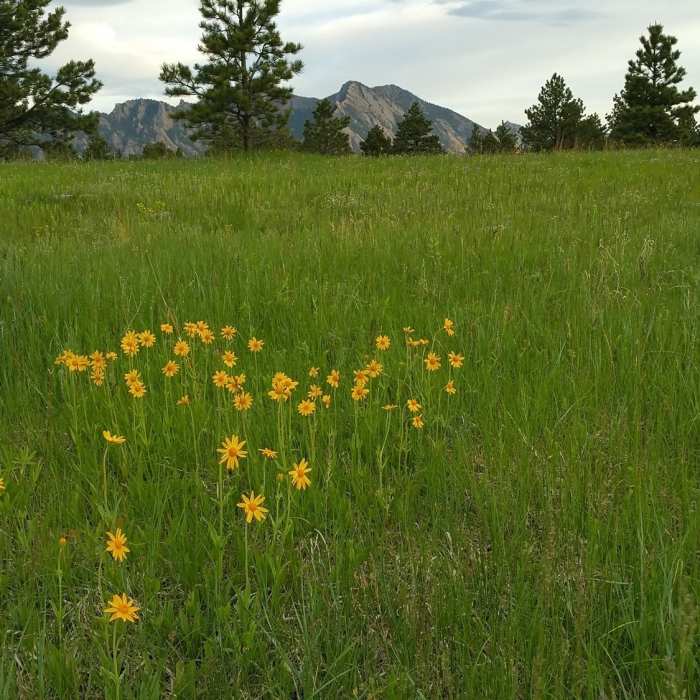 Near Prairie Vista