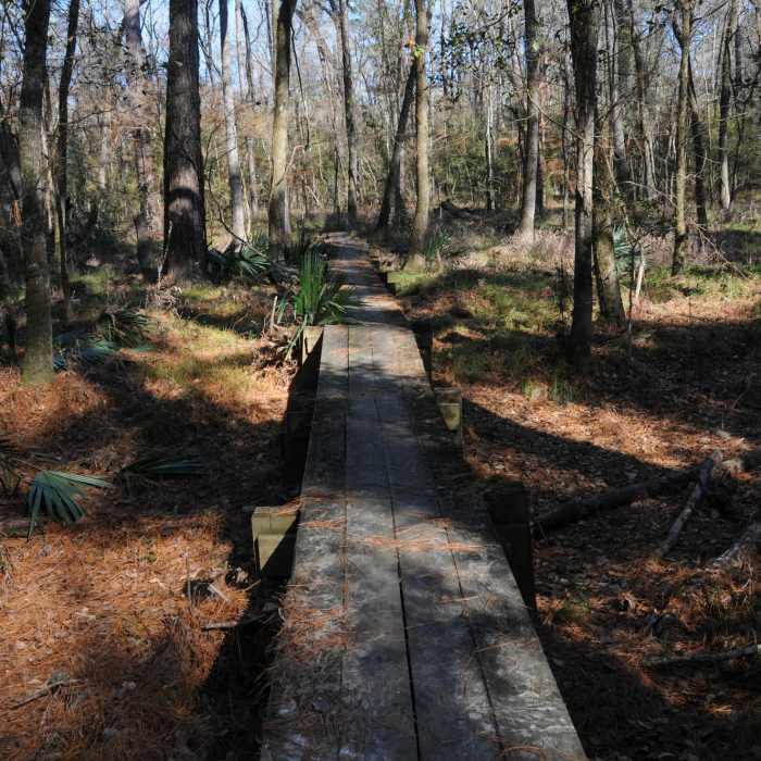 Boardwalks help with crossing Little Lake Creek (which was mostly dry in January) Near Sam Houston North Wilderness Loop