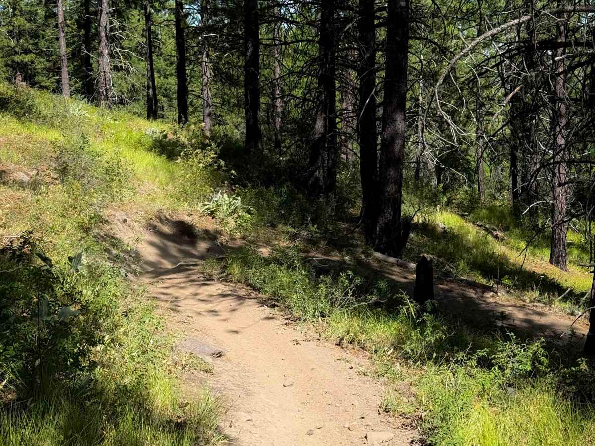 Beehive Trail 1202  photo 4
