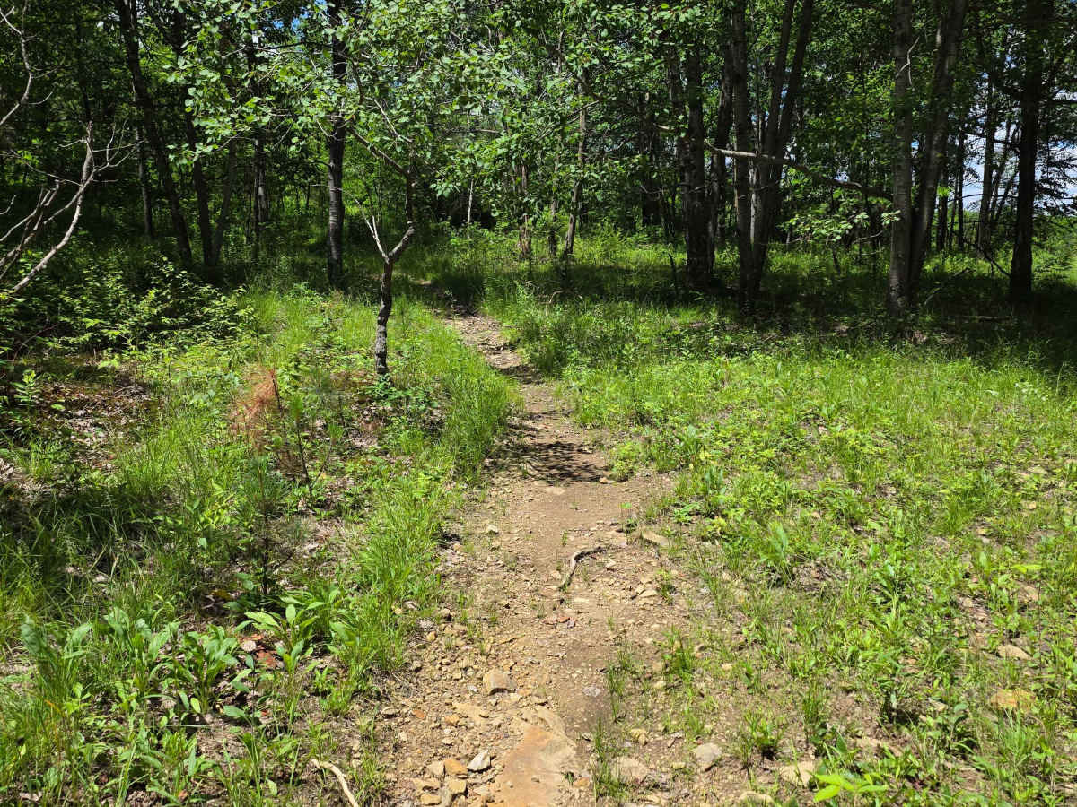 Single Track SS photo 3