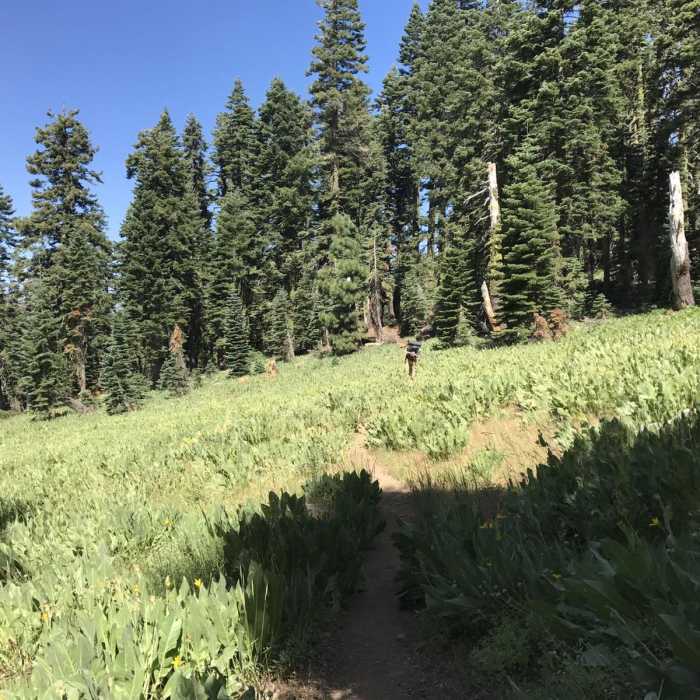 Near Pacific Crest Trail: California Section M - Highway 49 (Sierra City) to Belden Near Pacific Crest Trail: California Section M - Highway 49 (Sierra City) to Belden