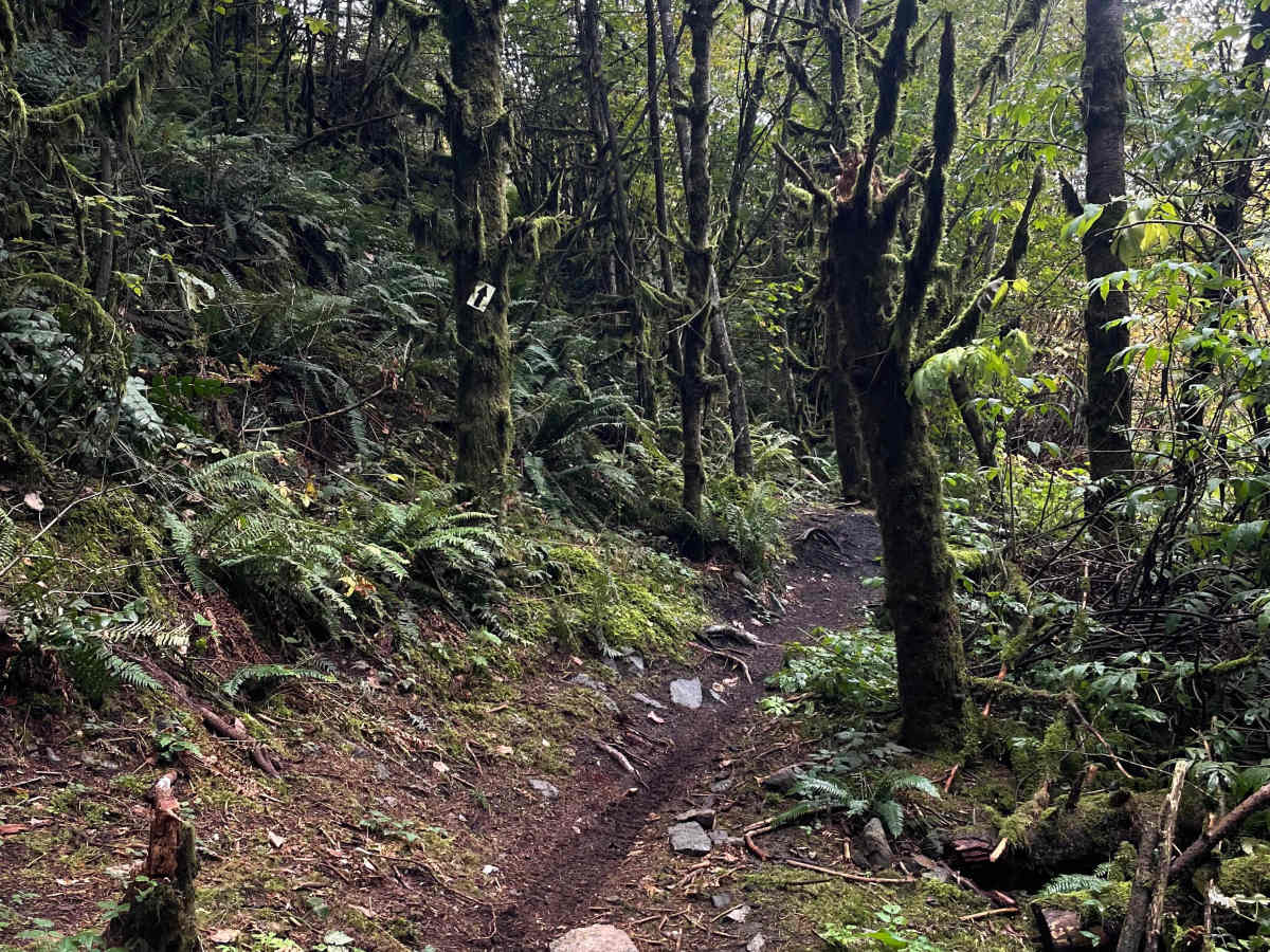 Trials Zone Connector trail photo
