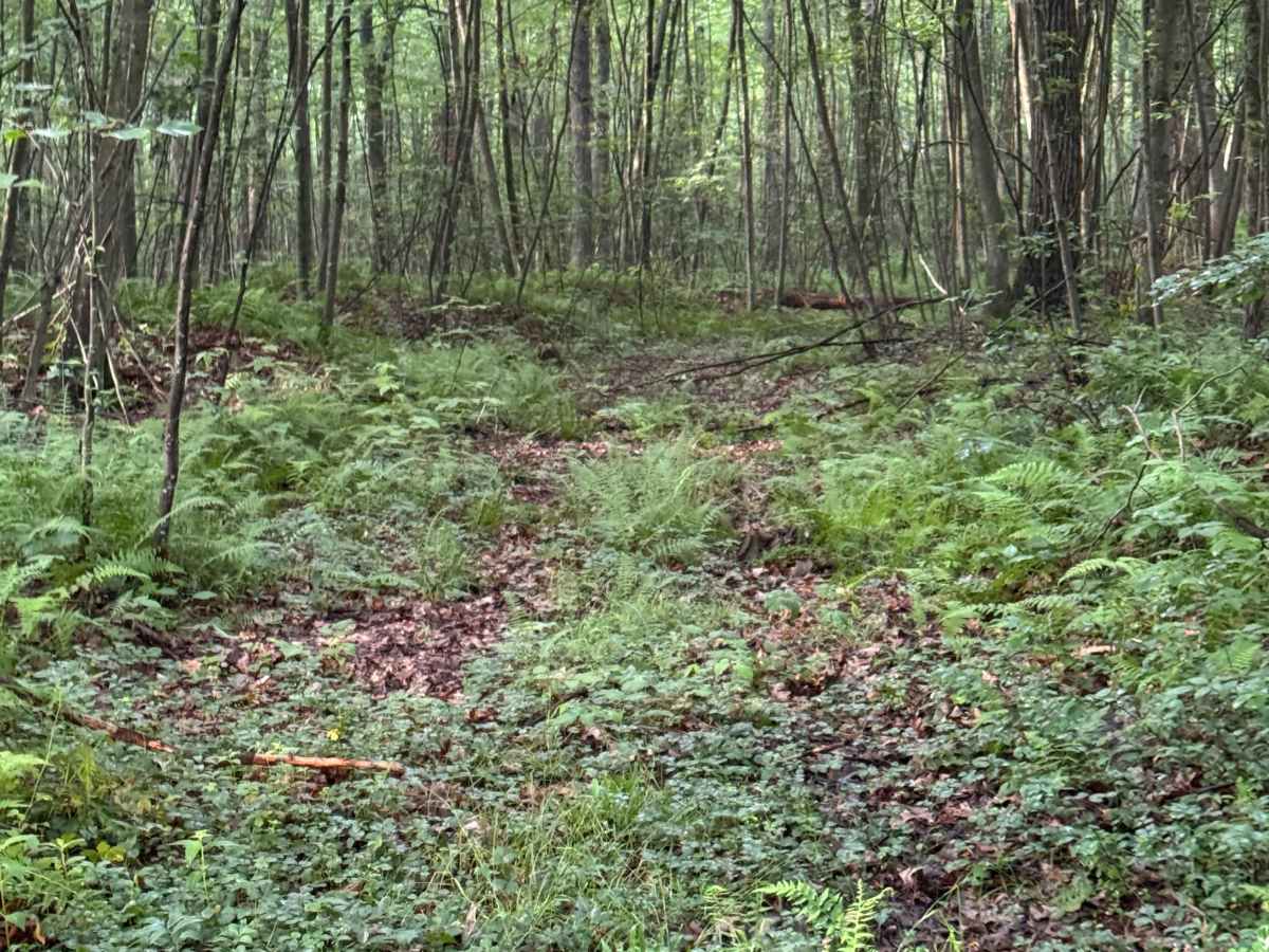 Trail 51 photo 4