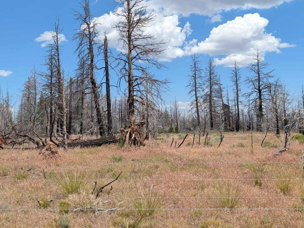 Porterfield Ranch photo 3