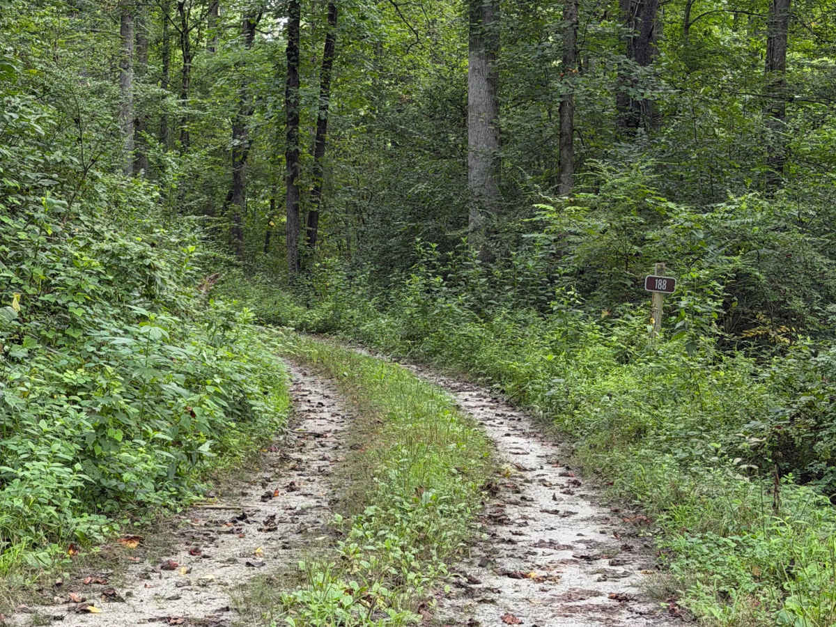 Frankum Creek - FS 188 trail photo