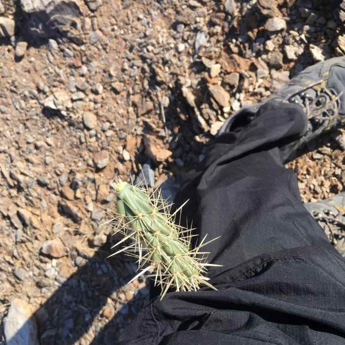 Near Ruth Hamilton Trail #8B