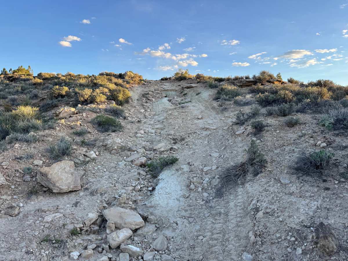 Cactus Rat Spur 2 photo 6