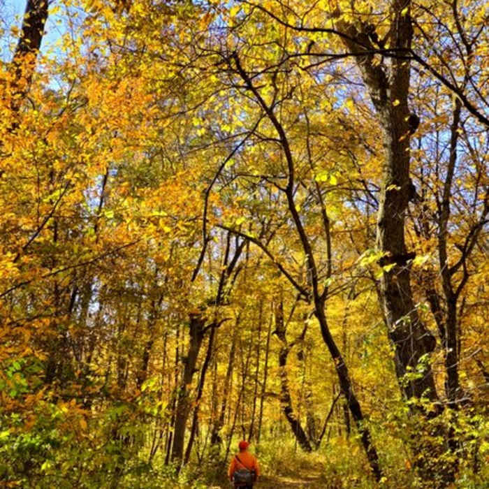 Along the Osceola Loop through fall color. Near River View Trail (Osceola Loop)