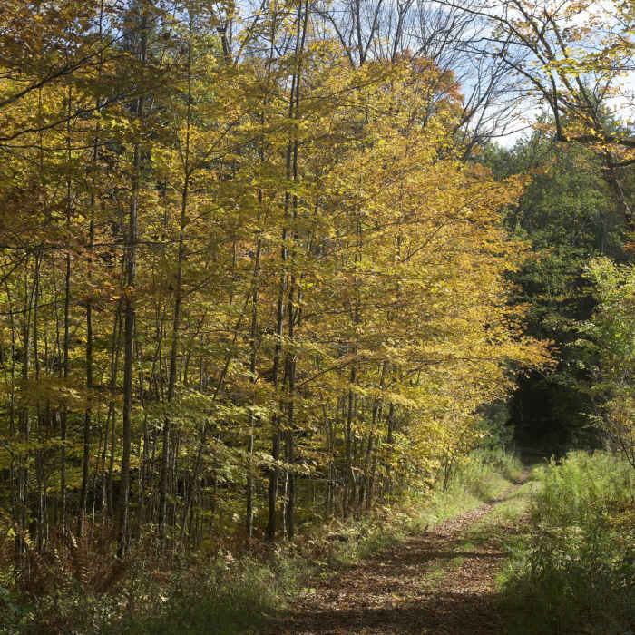 Near Pogue Brook Trail