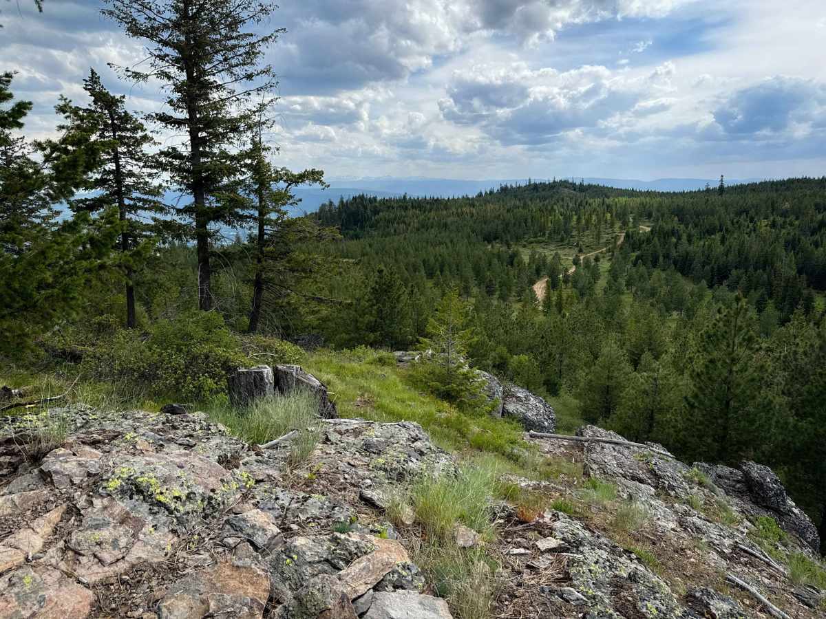 Bingo Bongo - Trail 480  photo 2