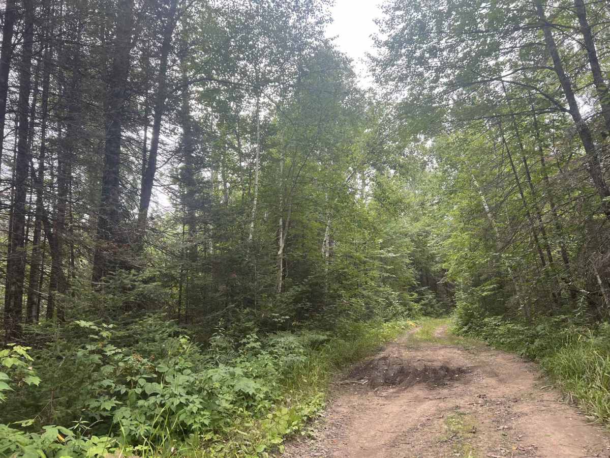 Big Ridge Road - FS 2388 photo 3