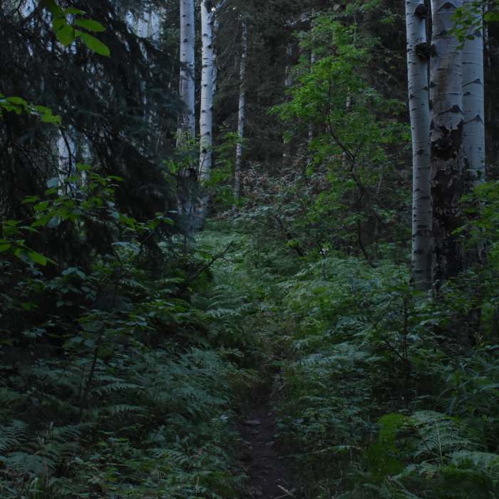 Near Avalanche Creek Trail