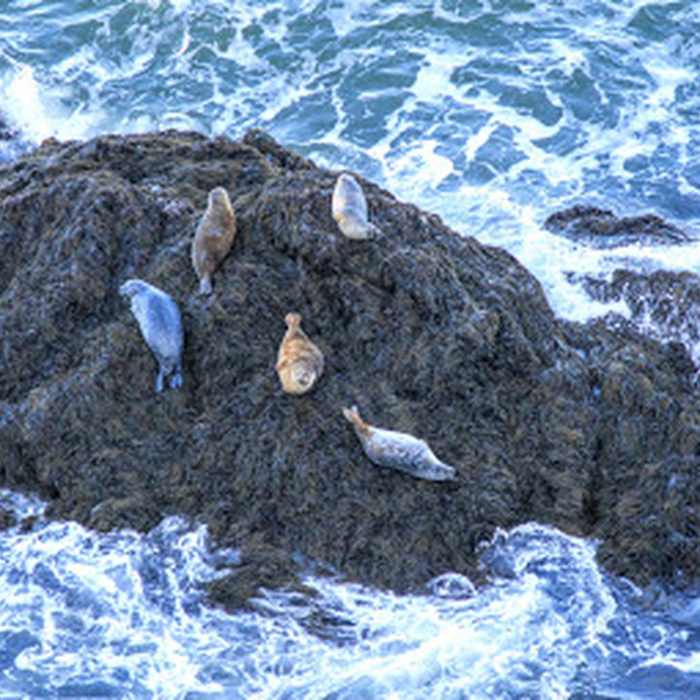 Seals out on a rock near Seal Cove / Keyhole Near Cape Chignecto Provincial Park Loop
