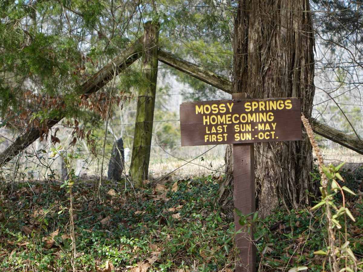 Mossy Springs photo 4