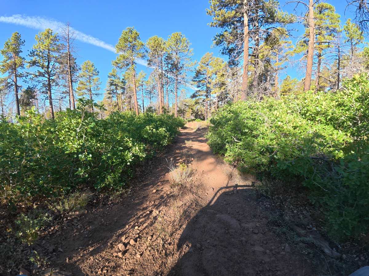 Long Canyon Road photo 5