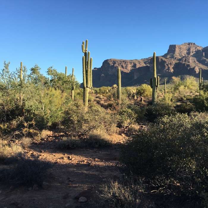 Near Jacobs Crosscut Trail #58