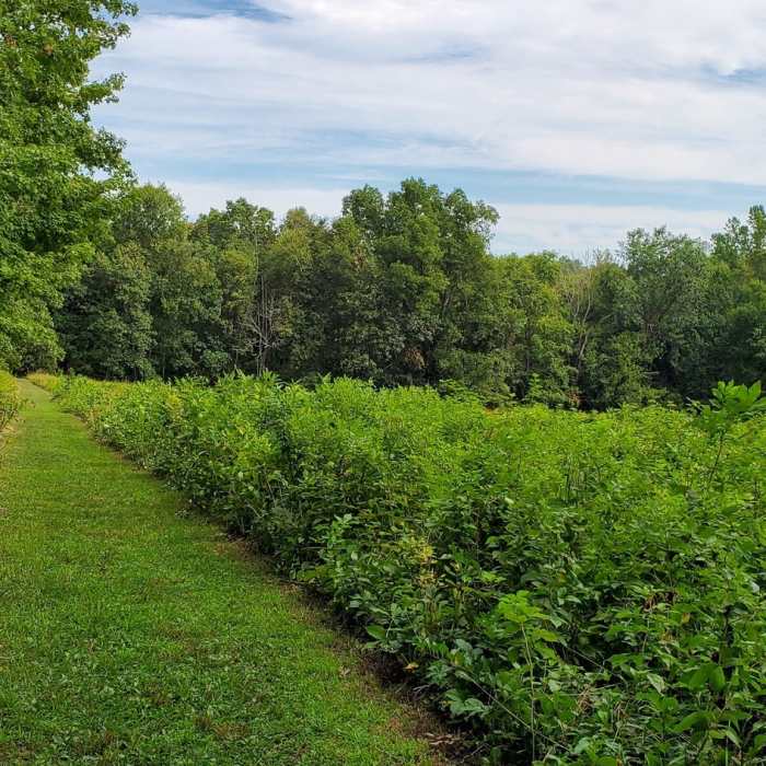 Near Teatown Lake Cliffdale Farm Double Loop