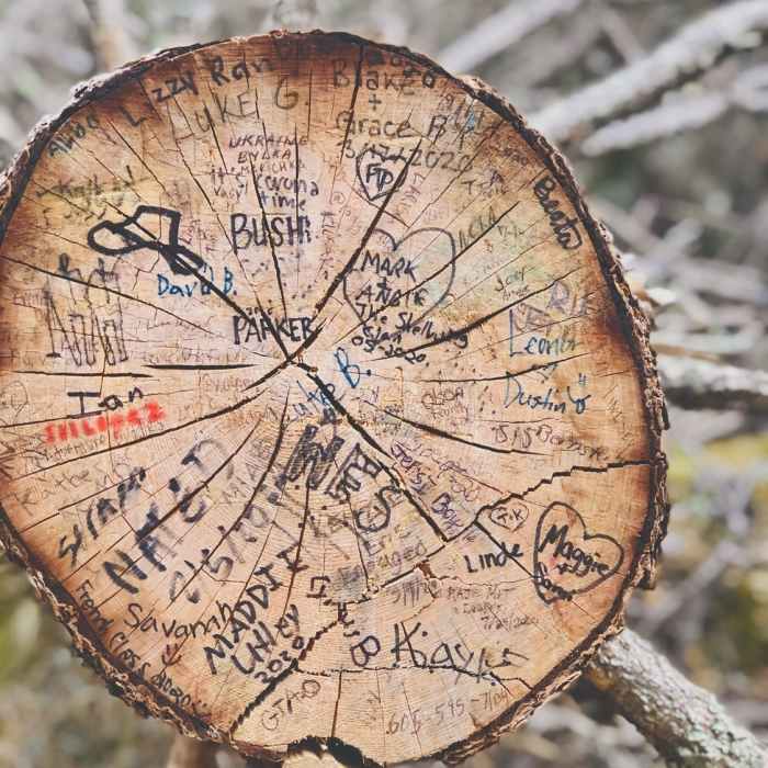 Stump along Black Elk Loop Near Black Elk Peak Loop