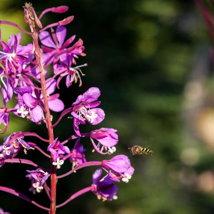 Near Diamond Peak, Marie + Rockpile Lakes