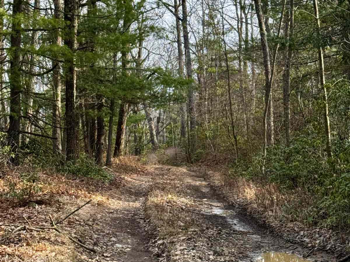 Remington Trail photo 4