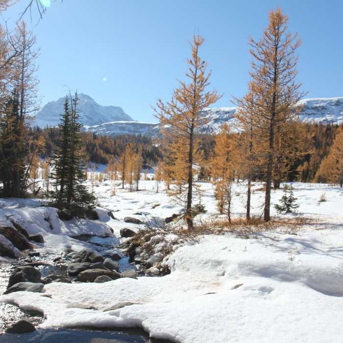 Near Healy Pass Out and Back