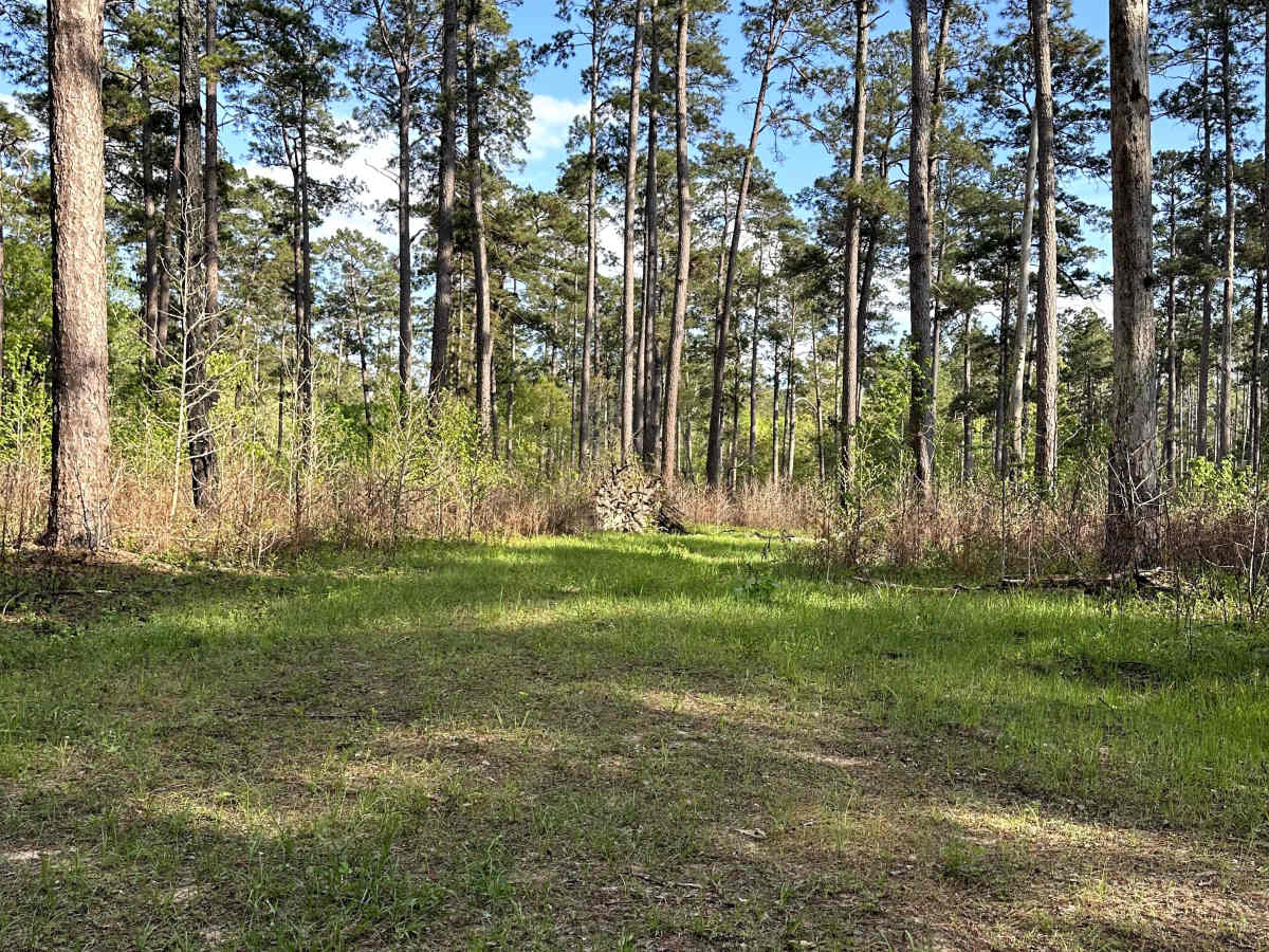 North Tadmor - FS 558 photo 4