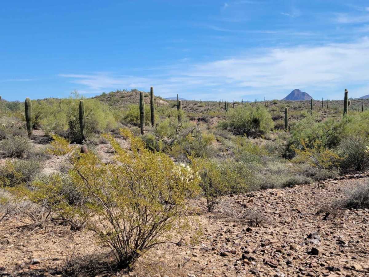 Saguaro Way trail photo