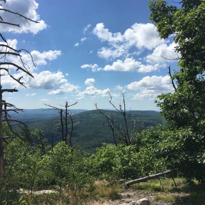 View before the summit. Wild fresh blueberries along the trail. Near Mt. Major Trail