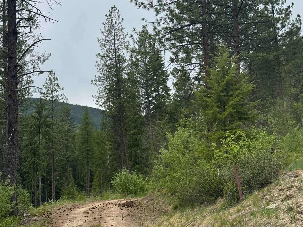 FS 2000-410 trail photo