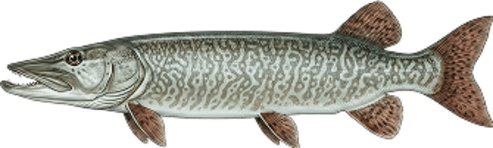 Tiger muskellunge