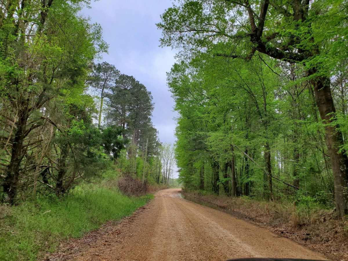 Highway 24 to Poison Springs WMA photo 3
