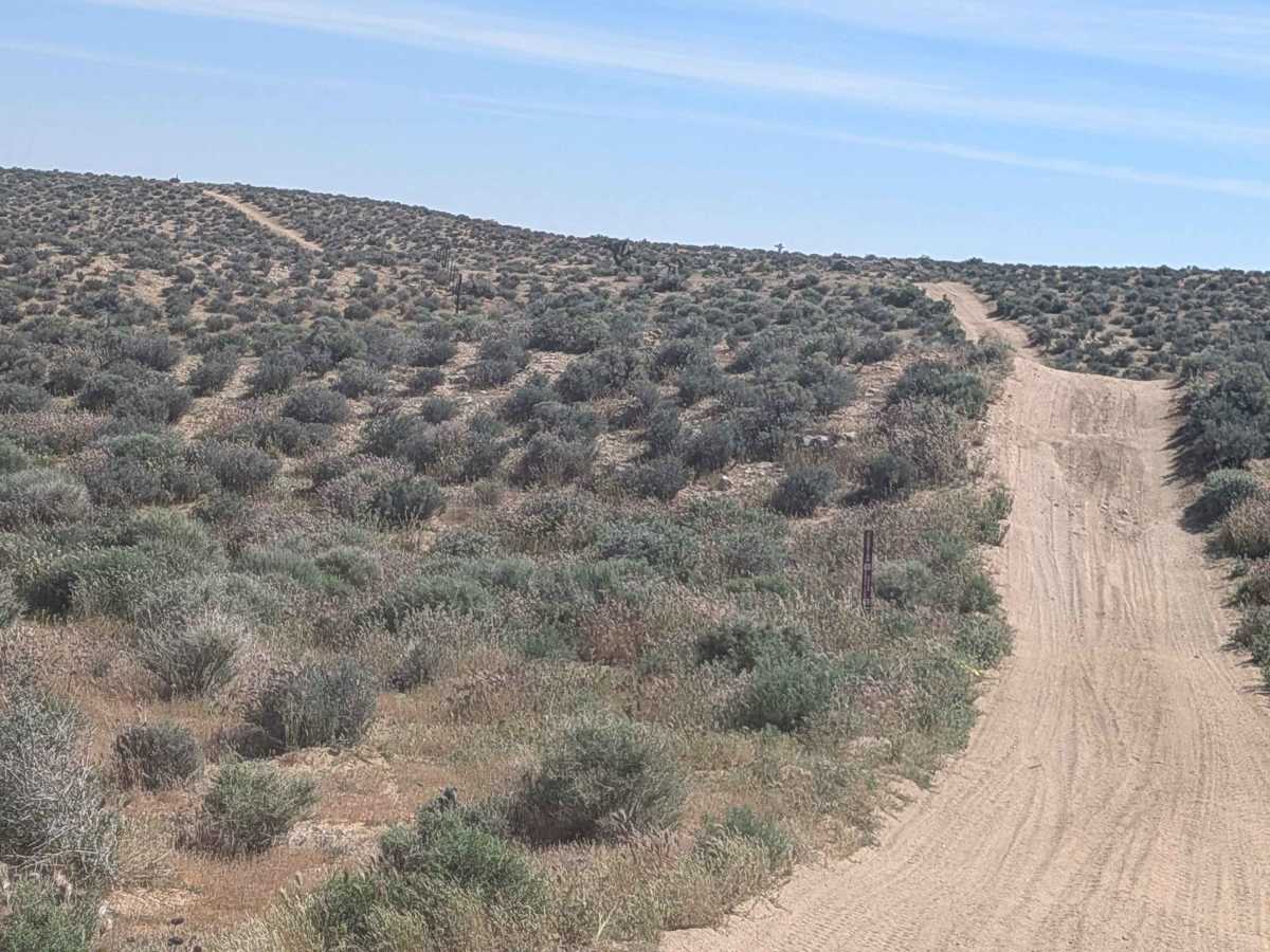 BLM SC44 photo 2