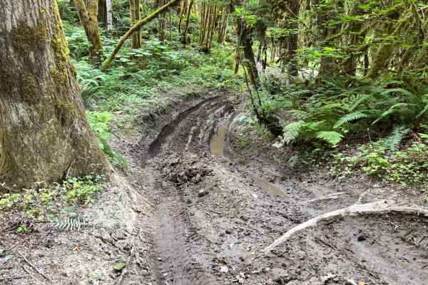 Sauk River Forest Loop