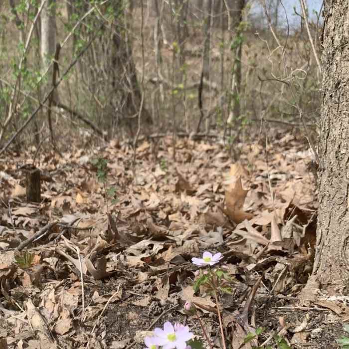 Early spring wildflowers and folliage at Lebbanon Hills Regional Park. Near Lebanon Hills Regional Park