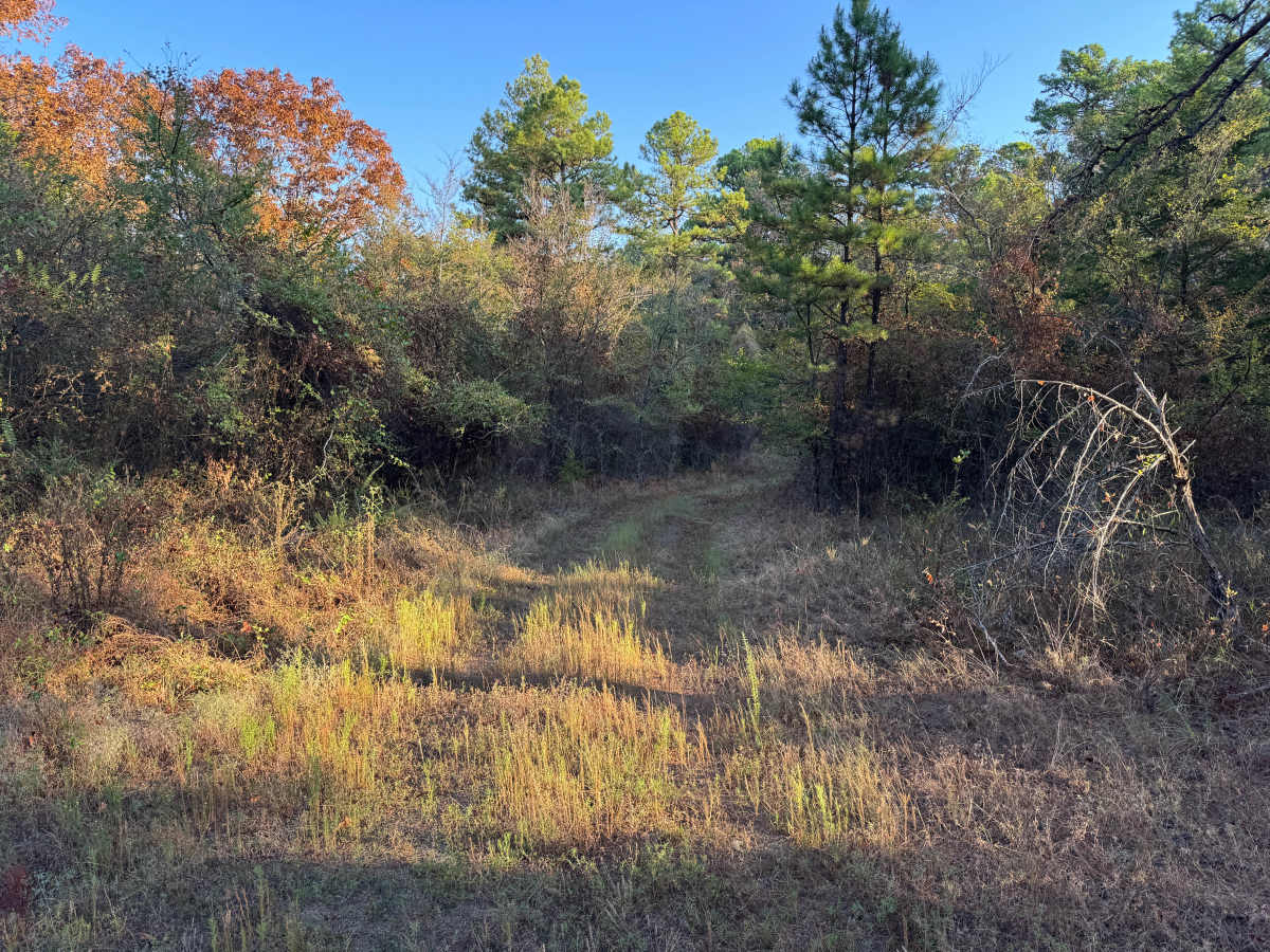 Corley A trail photo