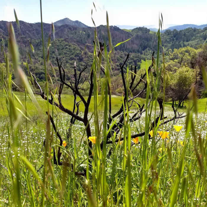 Near Vista Trail