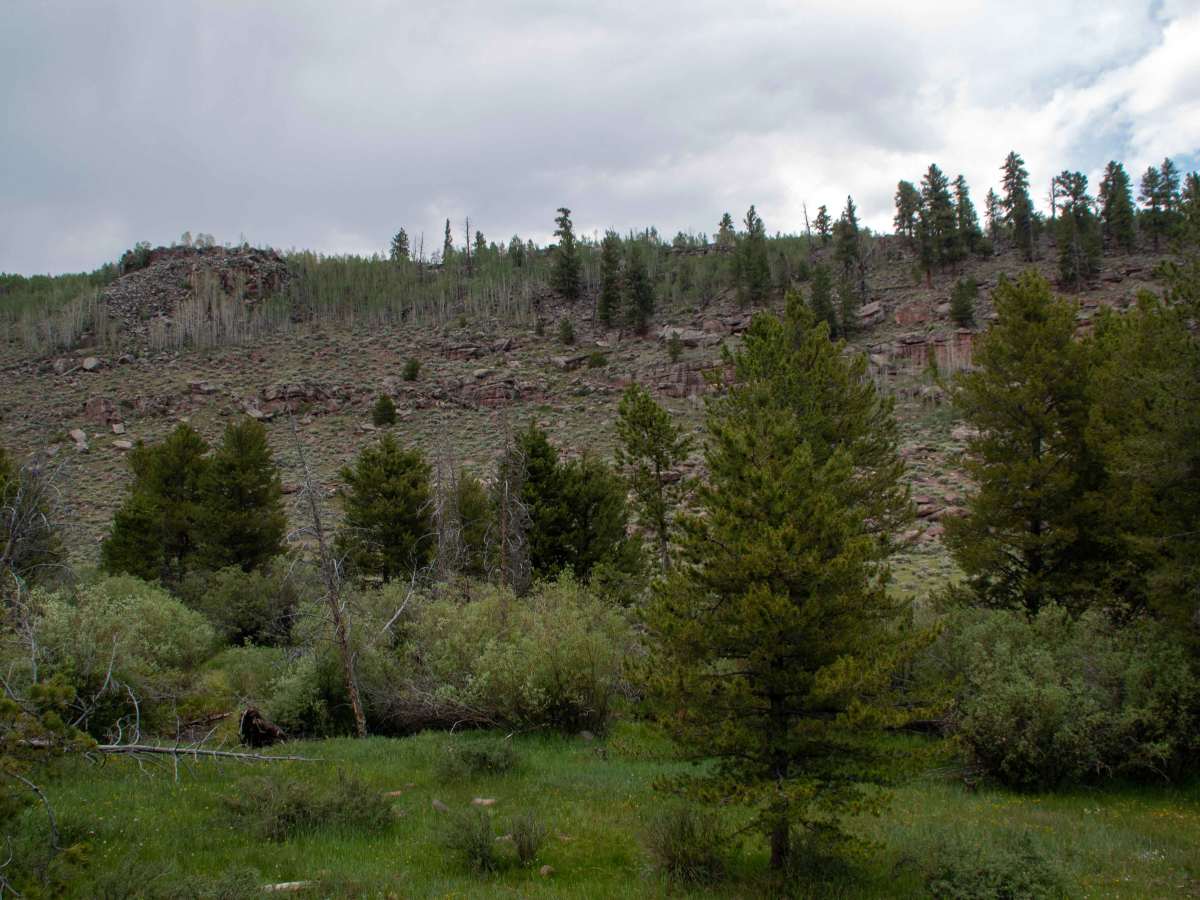 Browne Lake - FS 10096 photo 2