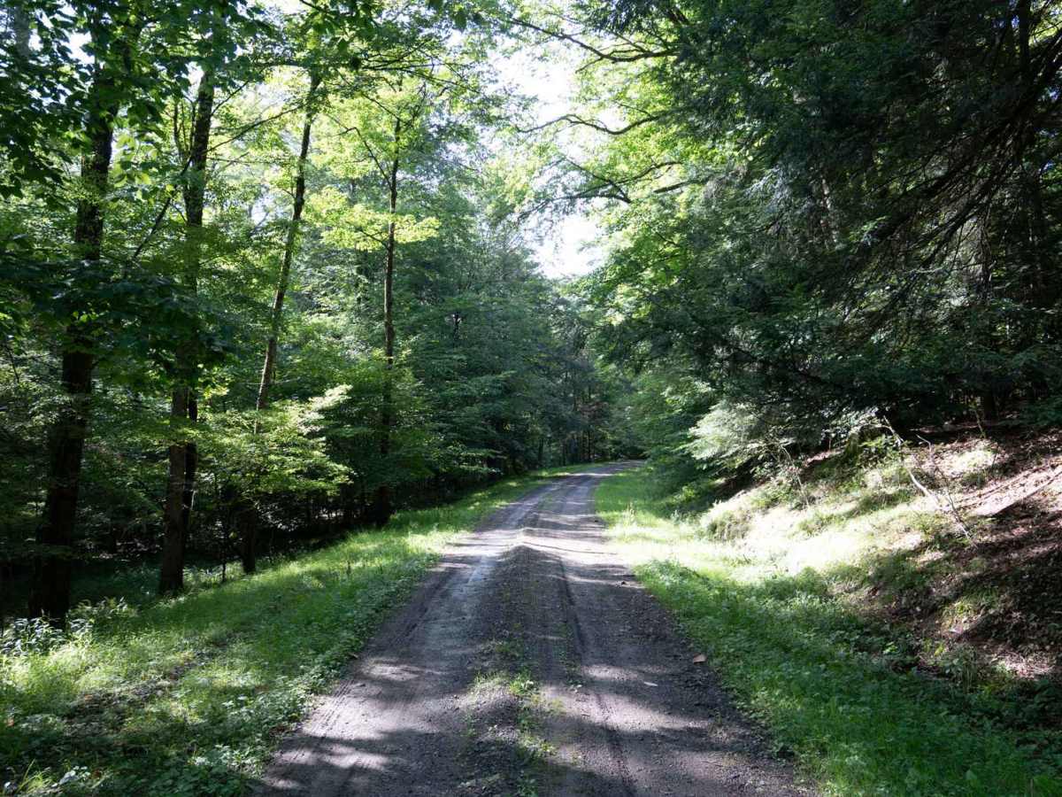 Rehler Forest Road photo 6