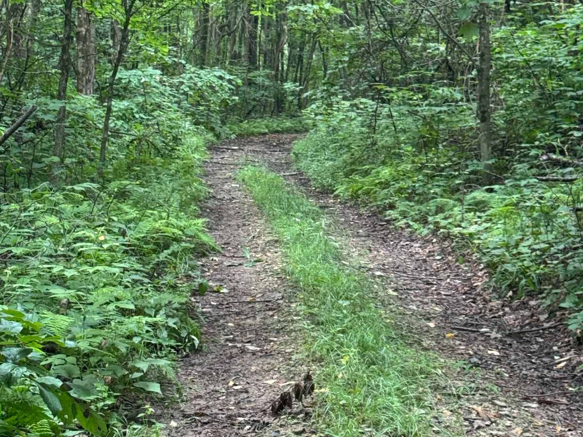 Trail 65 photo 5