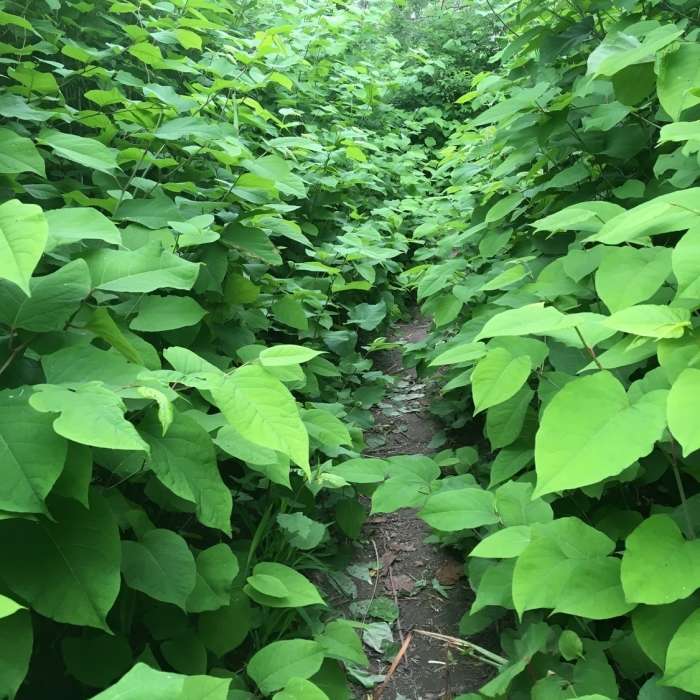 Near West Orchard and Ellicott Creek Trail
