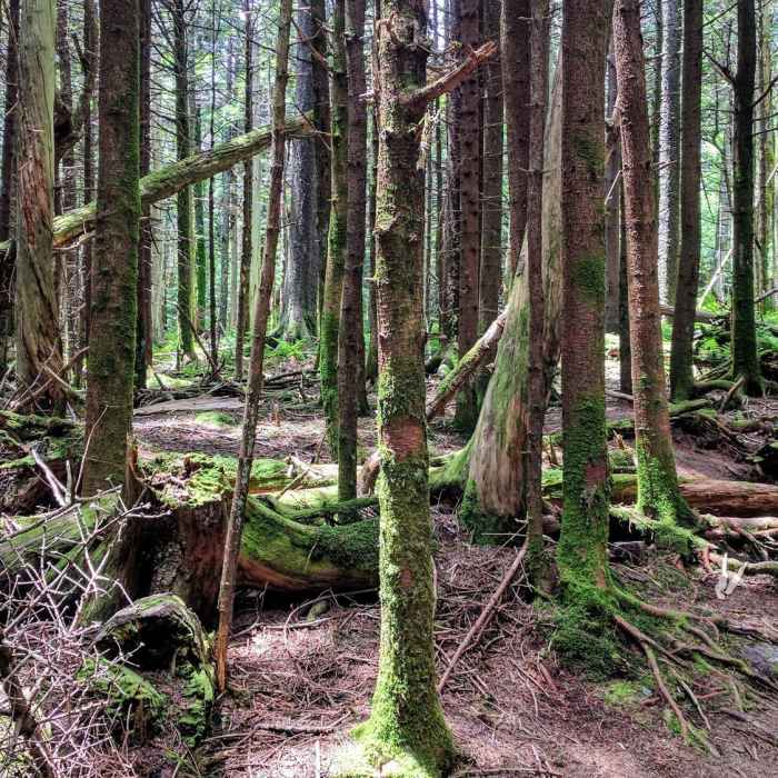 Near Mount Rogers Summit Trail