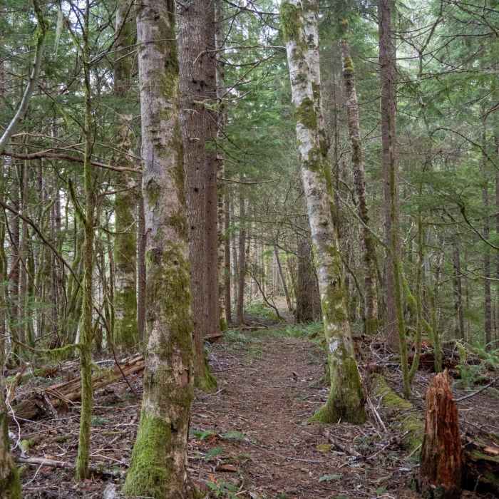 Near Flag Mountain Trail