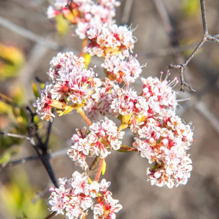 Near Glider Port Trail to Black Mountain Near Glider Port Trail to Black Mountain