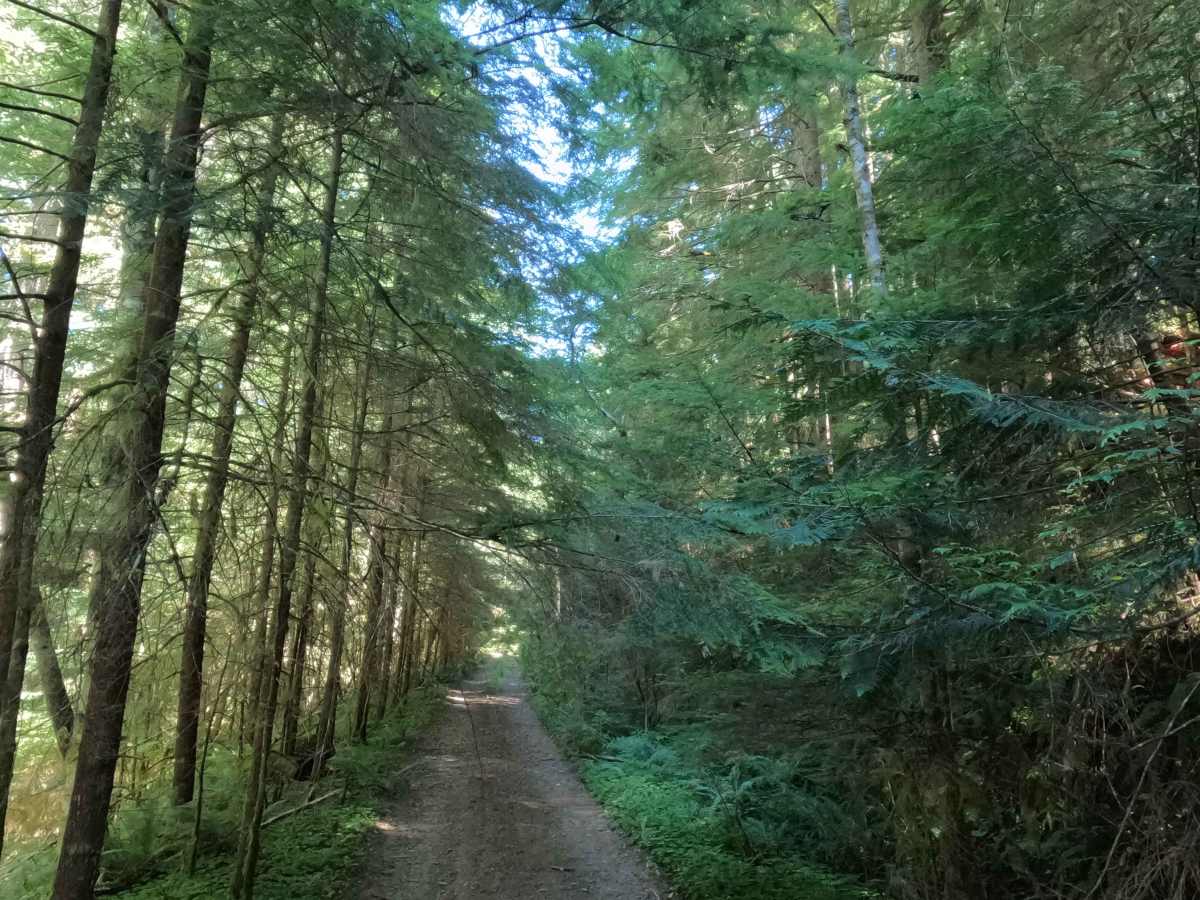 FS 4613130 trail photo