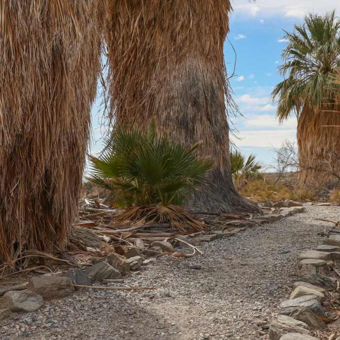 Near San Andreas Trail