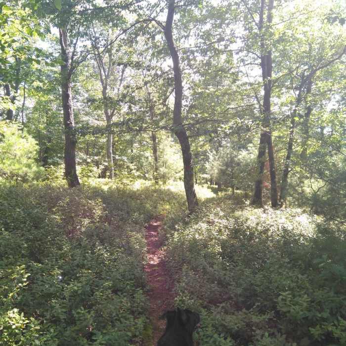 My dog running on the trail. Near Huckleberry Loop
